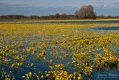 010_Biebrza - kwiecien 2010